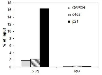 Anti-HDAC3 antibody [GT9080] used in ChIP assay (ChIP assay). GTX60832